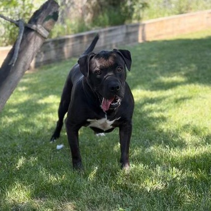 Messi - Reduced Adoption Fee, adoptable, Adult Male American Bulldog.