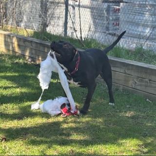 Enlarge Messi - reduced adoption fee!, an adoptable mixed breed in Mississauga, ON image 5/6
