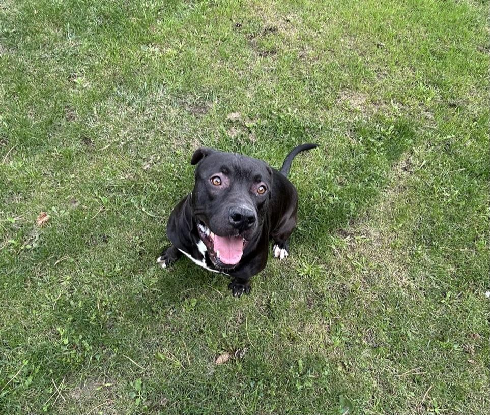 Enlarge Messi - reduced adoption fee!, an adoptable mixed breed in Mississauga, ON image 3/4