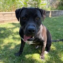 Messi - Reduced Adoption Fee, an adoptable mixed breed in Mississauga, ON image 2/6