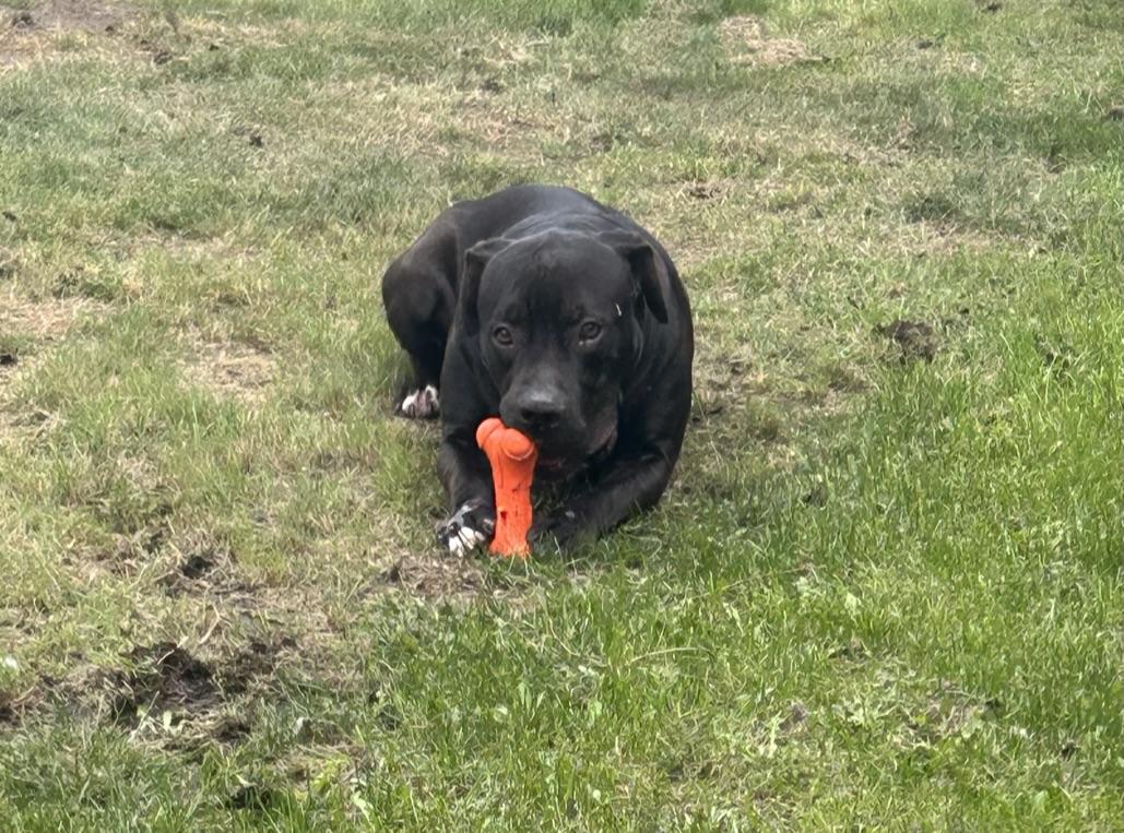 Enlarge Messi - reduced adoption fee!, an adoptable mixed breed in Mississauga, ON image 1/4