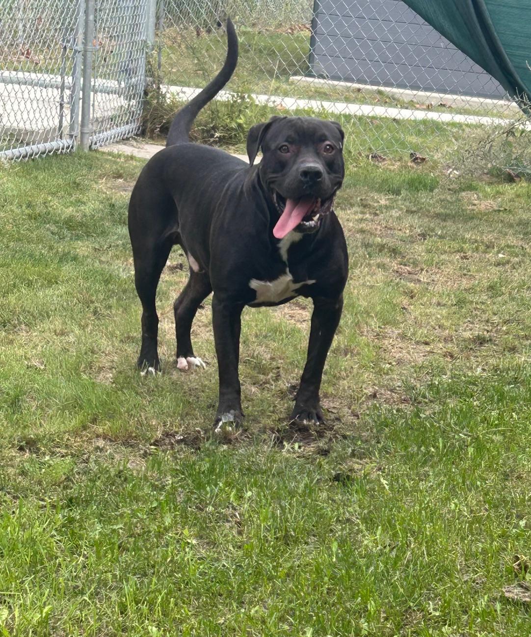 Enlarge Messi - reduced adoption fee!, an adoptable mixed breed in Mississauga, ON image 4/4