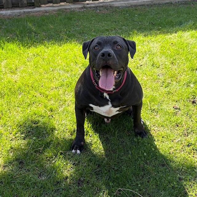 Enlarge Messi - reduced adoption fee!, an adoptable mixed breed in Mississauga, ON image 3/6