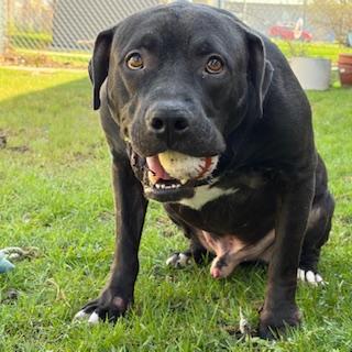 Enlarge Messi - reduced adoption fee!, an adoptable mixed breed in Mississauga, ON image 6/6