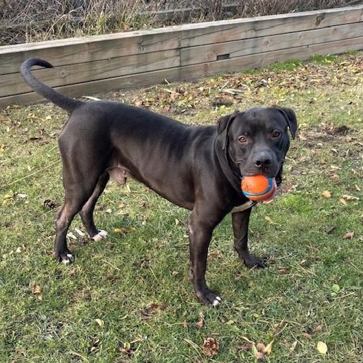 Enlarge Messi - reduced adoption fee!, an adoptable mixed breed in Mississauga, ON image 1/6