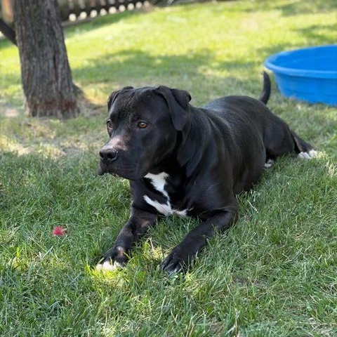 Messi - Reduced Adoption Fee, an adoptable mixed breed in Mississauga, ON image 3/6