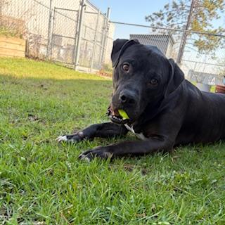 Enlarge Messi - reduced adoption fee!, an adoptable mixed breed in Mississauga, ON image 2/6