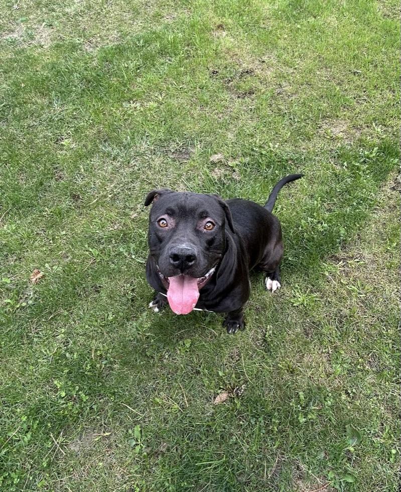 Enlarge Messi - reduced adoption fee!, an adoptable mixed breed in Mississauga, ON image 2/4