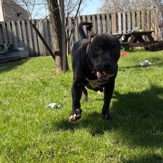 Enlarge Messi - reduced adoption fee!, an adoptable mixed breed in Mississauga, ON image 4/6