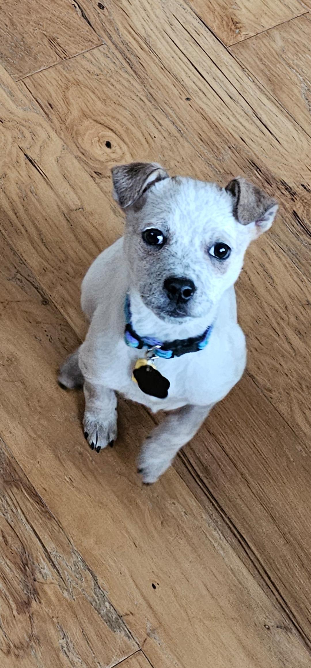Sesame, an adopted Australian Cattle Dog / Blue Heeler in Garden City, NY image 2/3