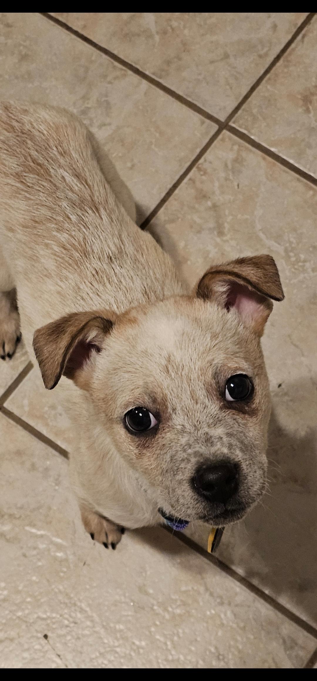 Sesame, an adopted Australian Cattle Dog / Blue Heeler in Garden City, NY image 3/3