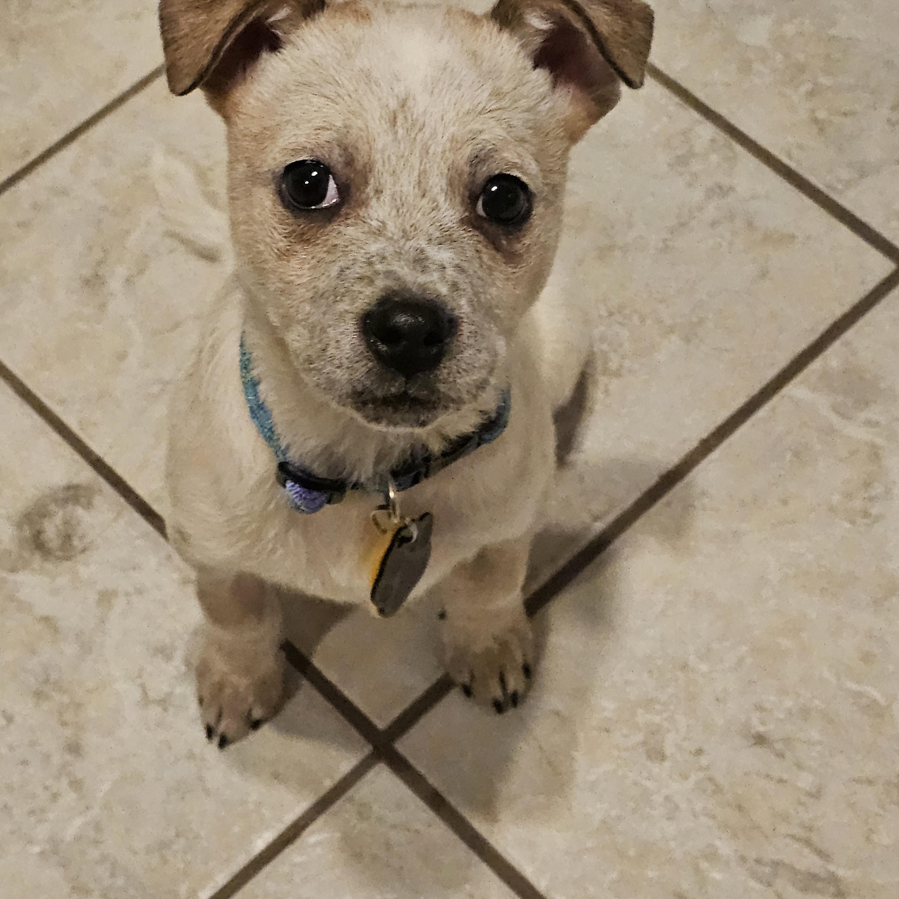 Sesame, adopted, Puppy Female Australian Cattle Dog / Blue Heeler.
