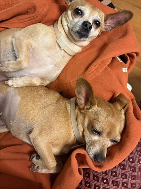 Piglet and Little Bit *Bonded Pair*, a Adoptable Chihuahua in Durham, NC image 1/6
