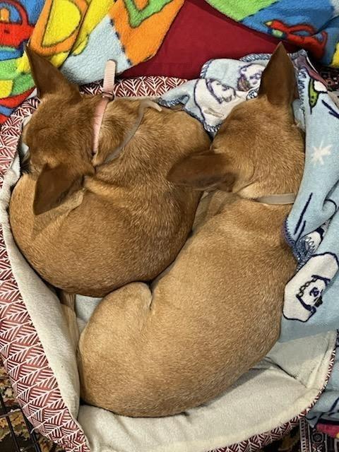 Piglet and Little Bit *Bonded Pair*, a Adoptable Chihuahua in Durham, NC image 2/6