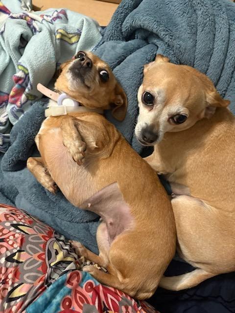Piglet and Little Bit *Bonded Pair*, a Adoptable Chihuahua in Durham, NC image 3/6