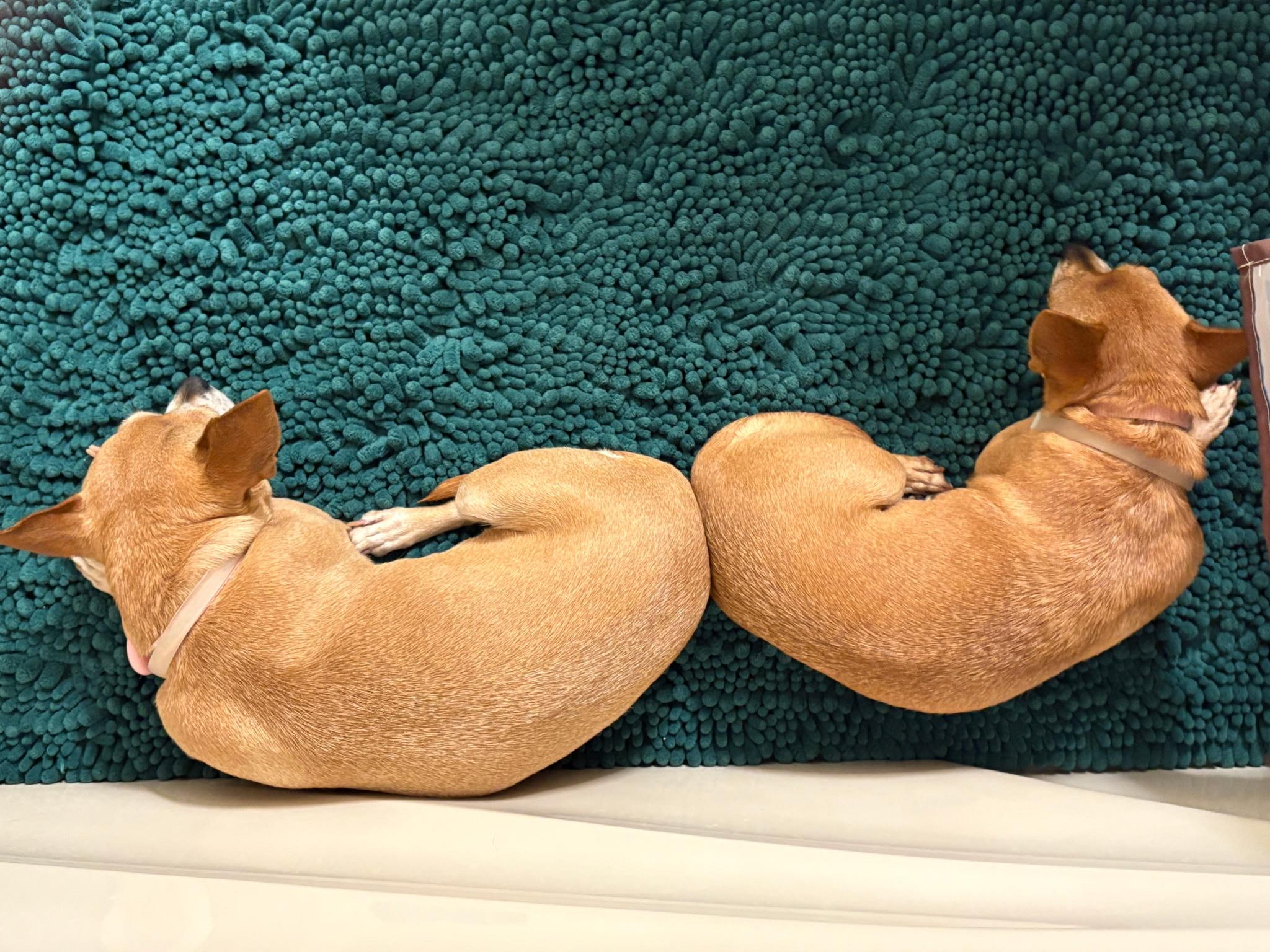 Piglet and Little Bit *Bonded Pair*, a Adoptable Chihuahua in Durham, NC image 4/6