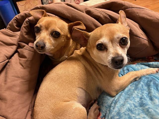 Piglet and Little Bit *Bonded Pair*, a Adoptable Chihuahua in Durham, NC image 5/6
