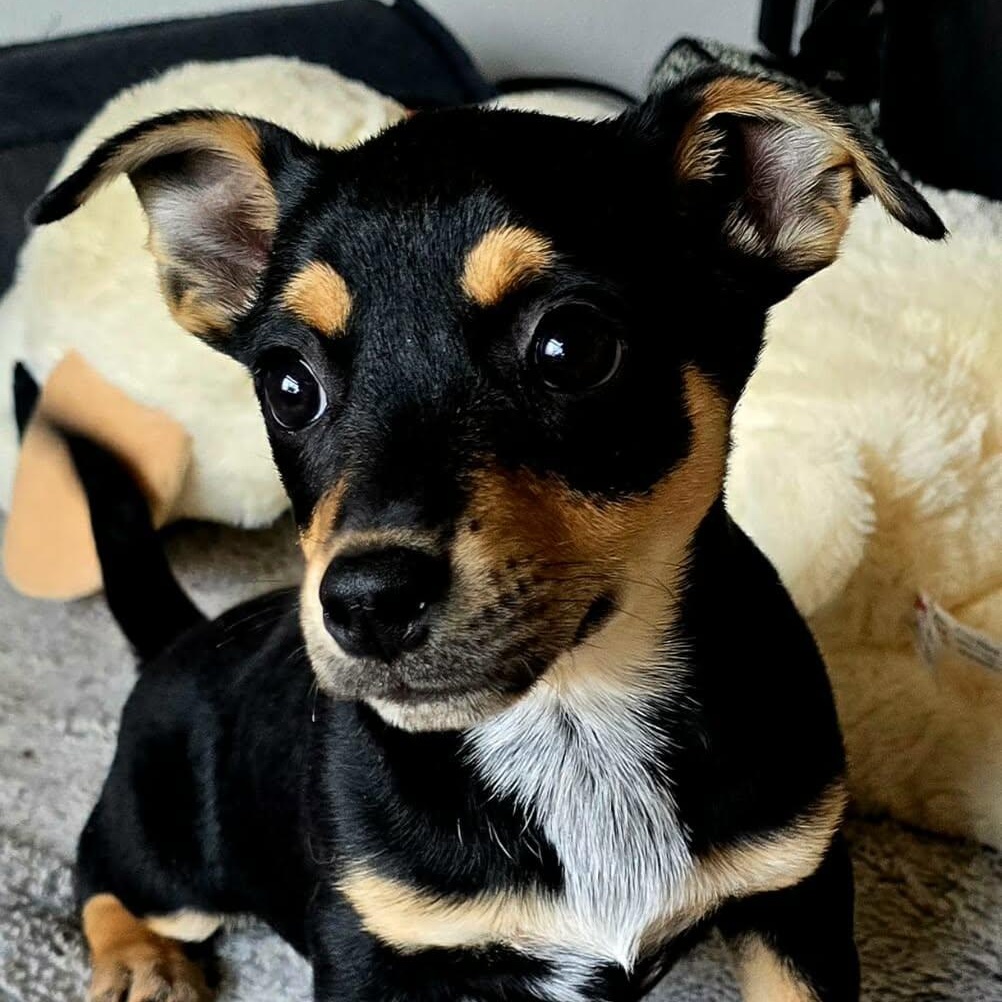 Venus, an adopted Mixed Breed in Kenosha, WI image 1/3