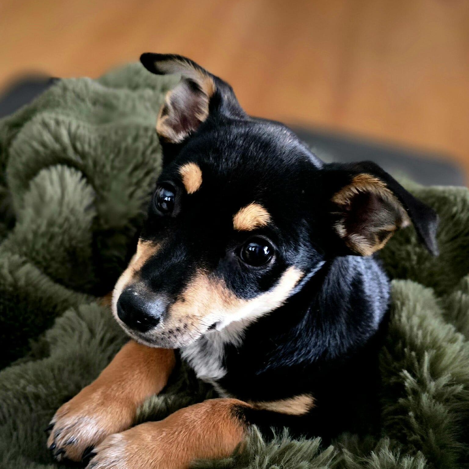 Venus, an adopted Mixed Breed in Kenosha, WI image 2/3