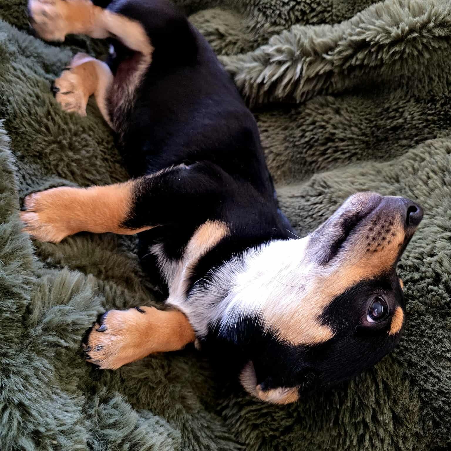 Venus, an adopted Mixed Breed in Kenosha, WI image 3/3