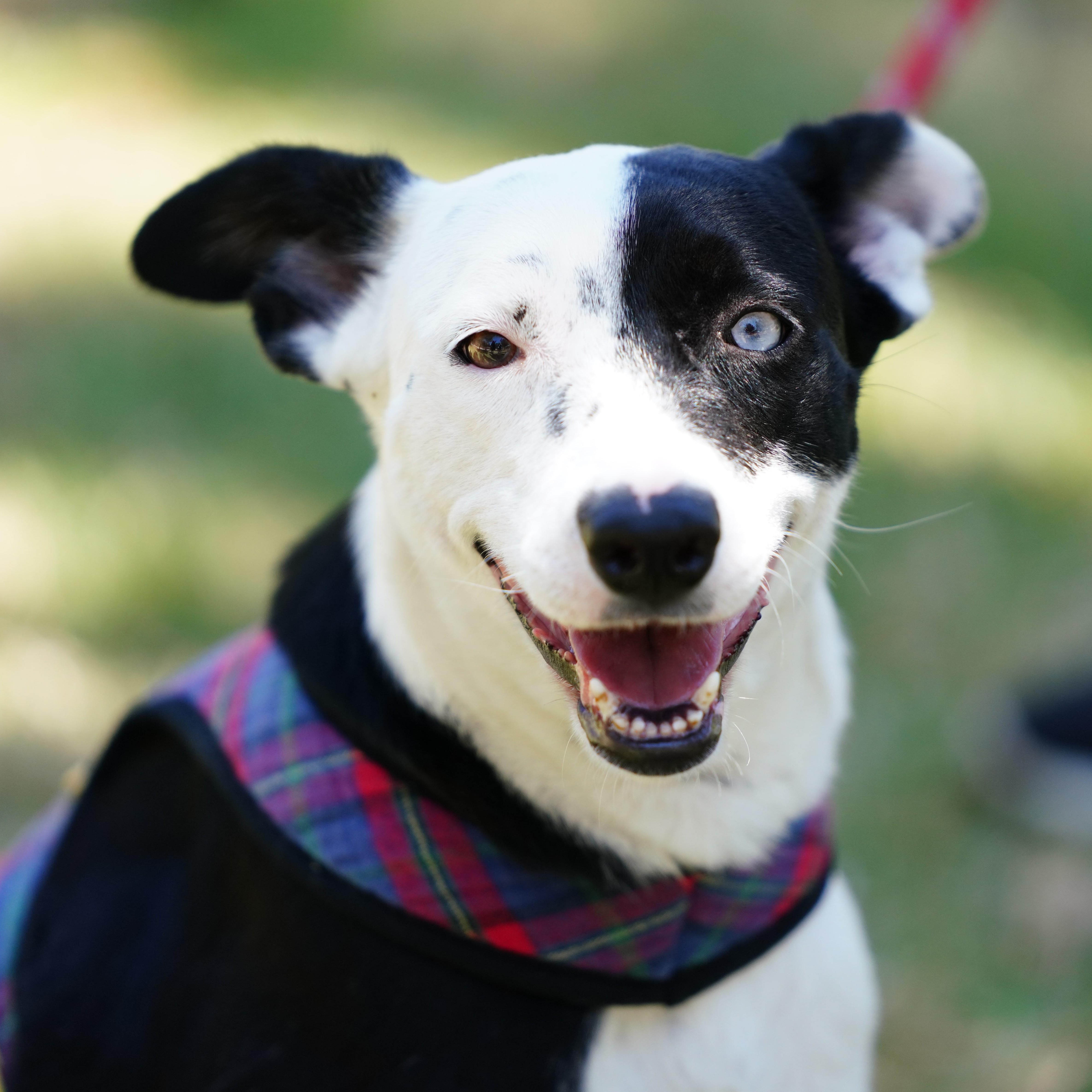 Azalia, ADOPTABLE, Young Female Border Collie & Terrier.