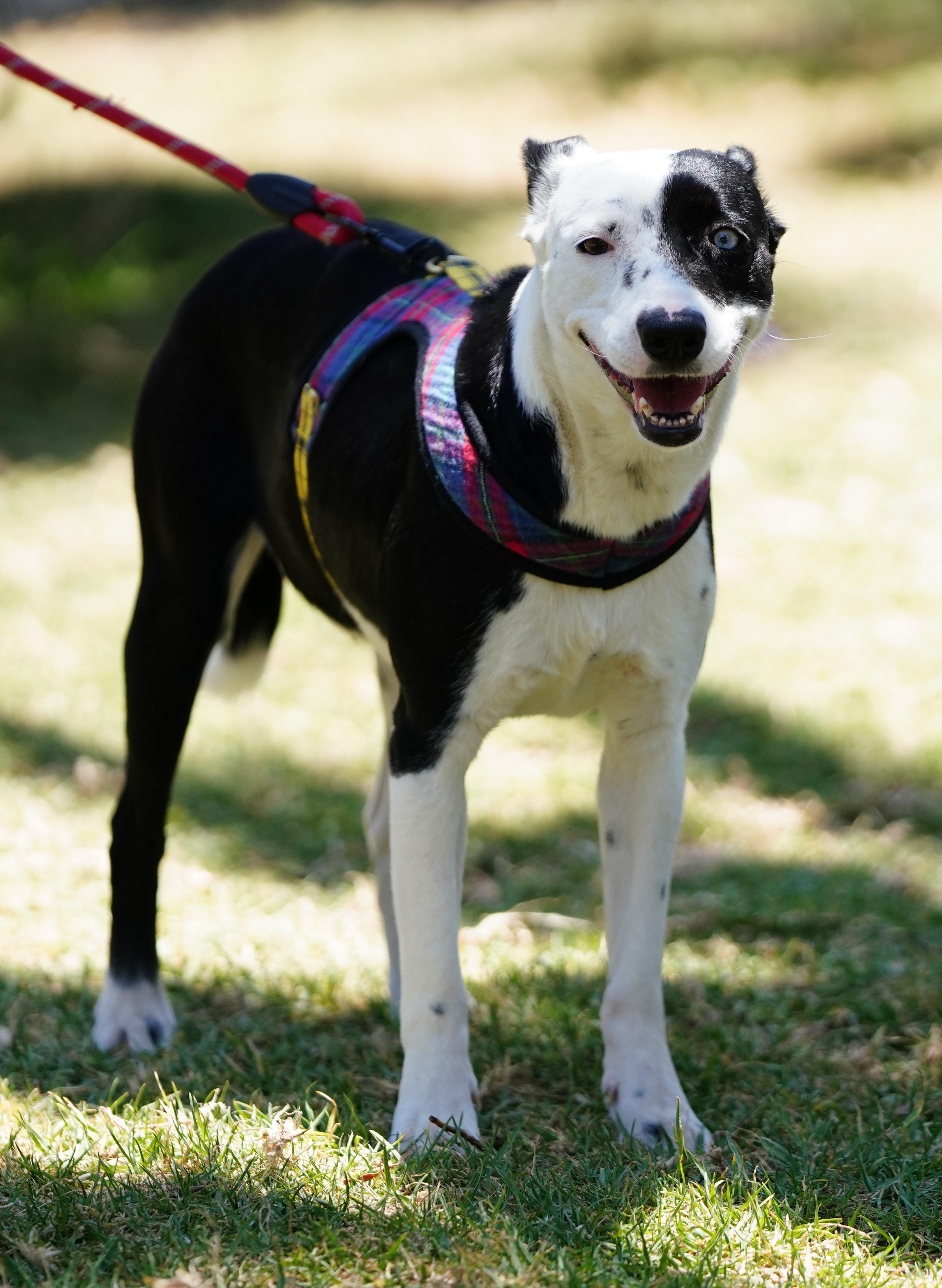 Enlarge Azalia, a ADOPTABLE mixed breed in San Diego, CA image 4/6