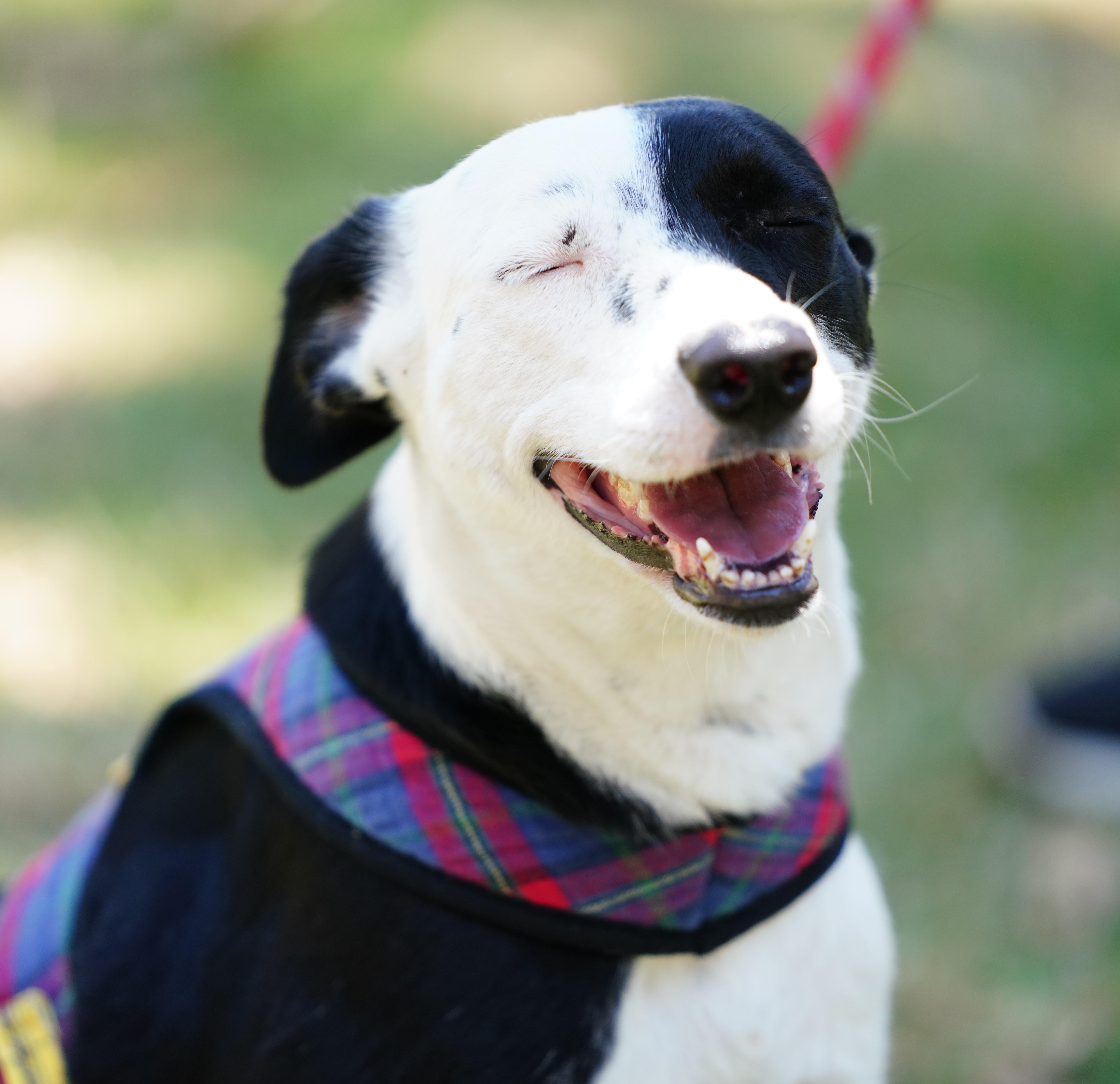 Enlarge Azalia, a ADOPTABLE mixed breed in San Diego, CA image 2/6