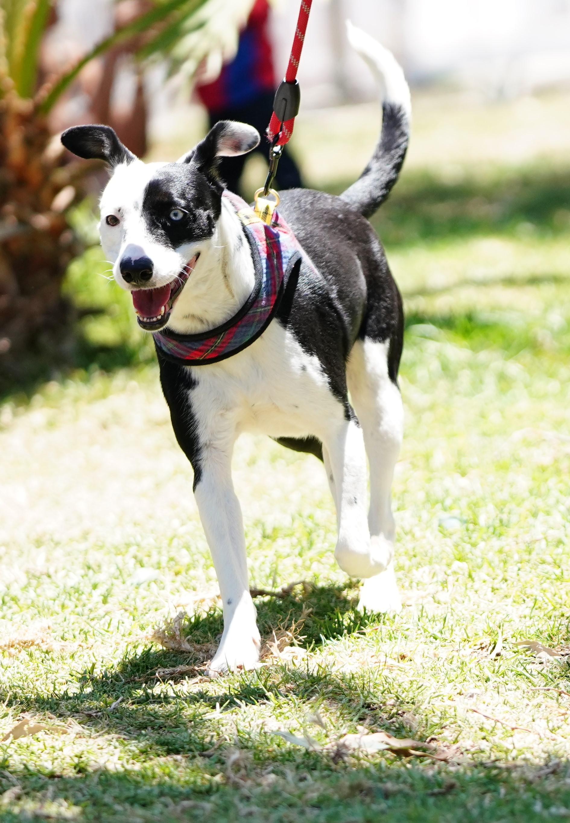 Enlarge Azalia, a ADOPTABLE mixed breed in San Diego, CA image 5/6