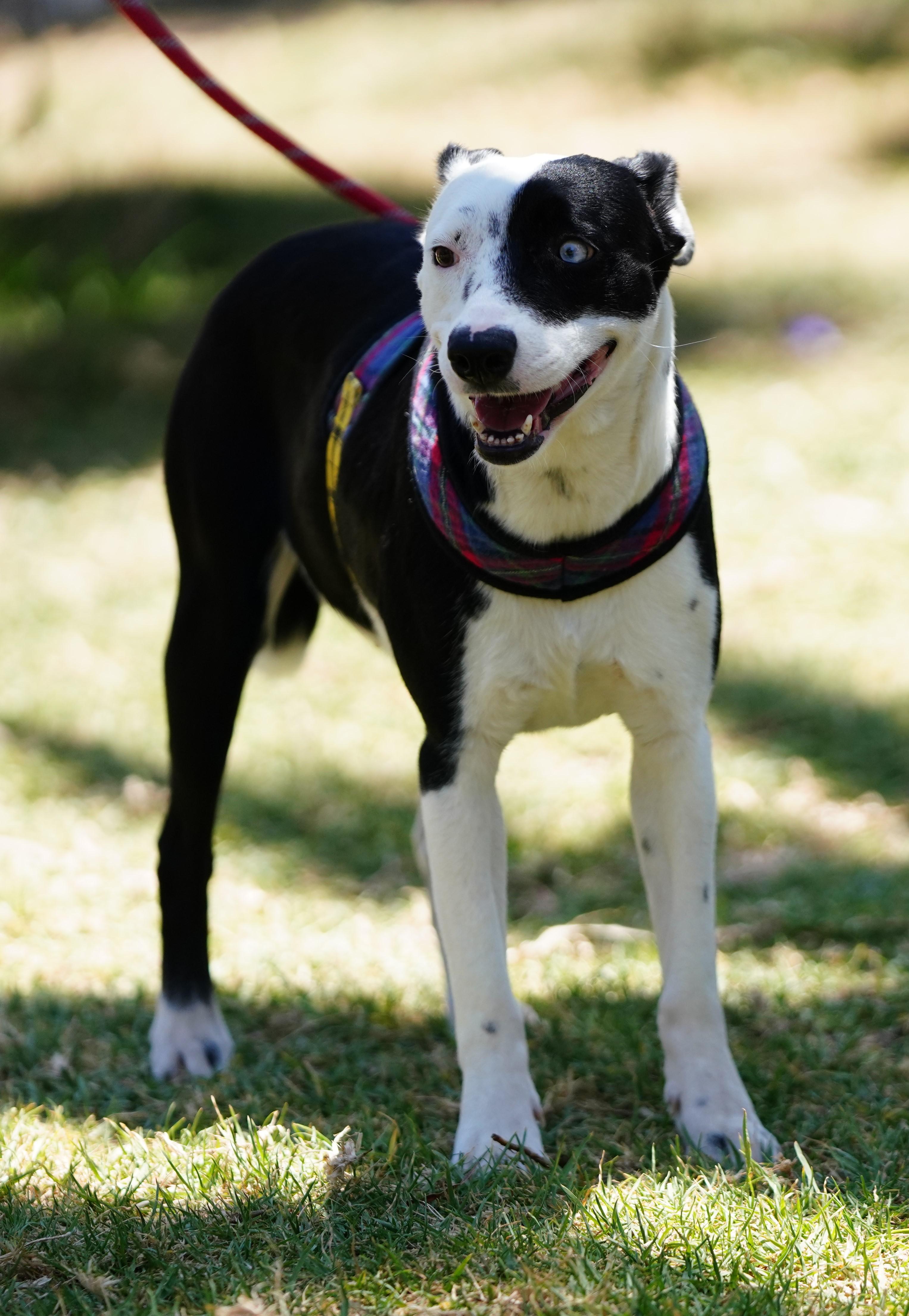 Enlarge Azalia, a ADOPTABLE mixed breed in San Diego, CA image 6/6