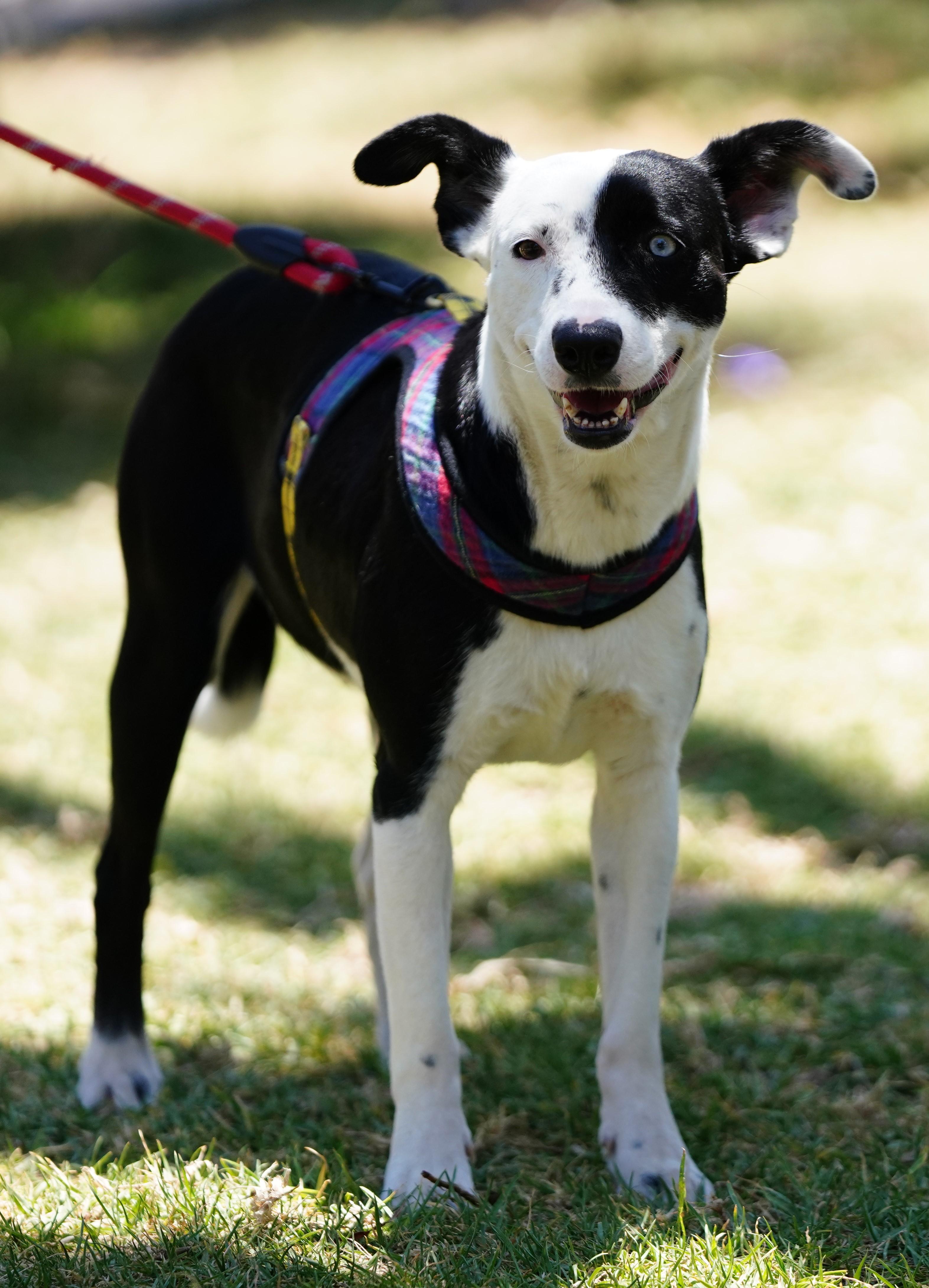 Enlarge Azalia, a ADOPTABLE mixed breed in San Diego, CA image 3/6