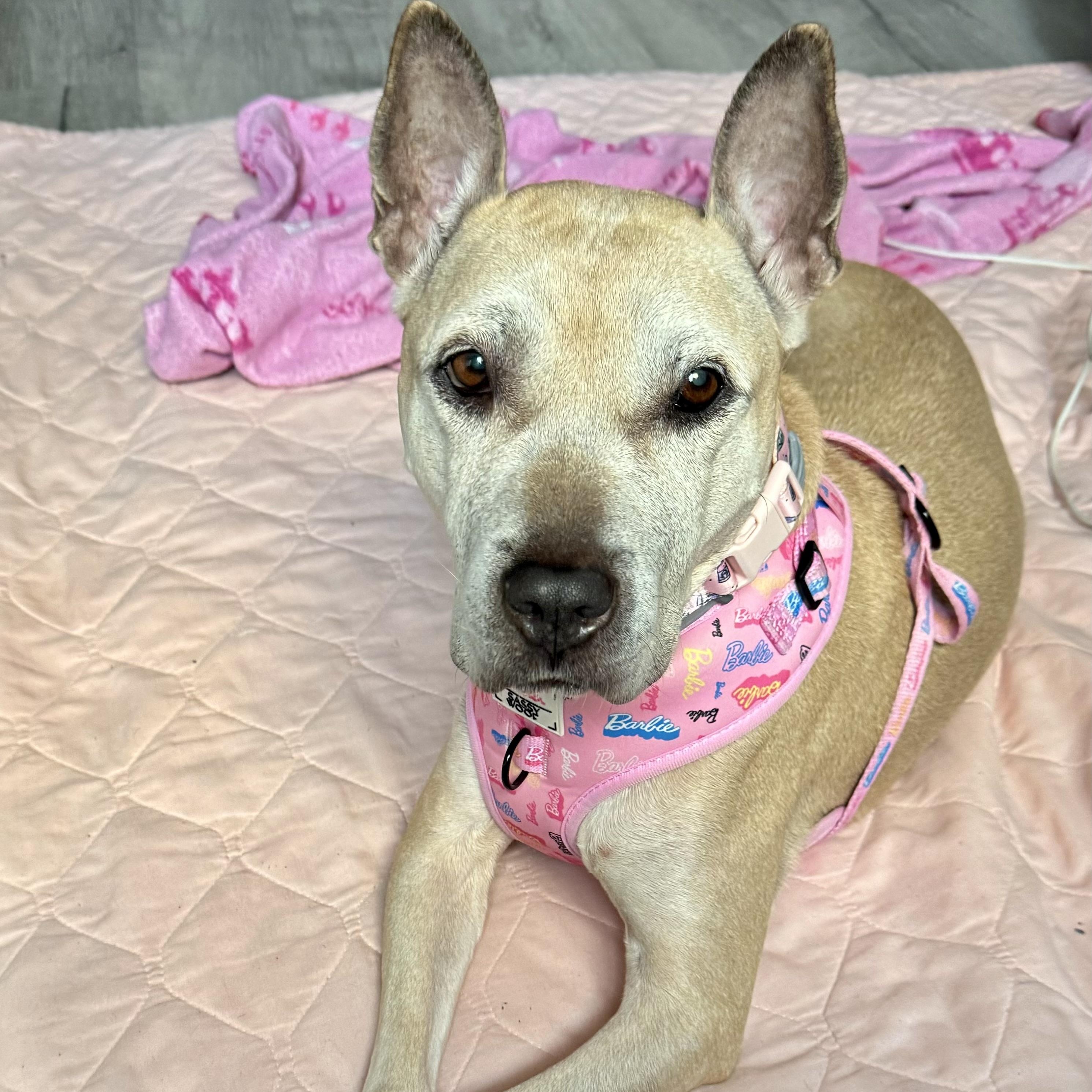 Enlarge Malta, an adopted mixed breed in Colmar, PA image 1/5