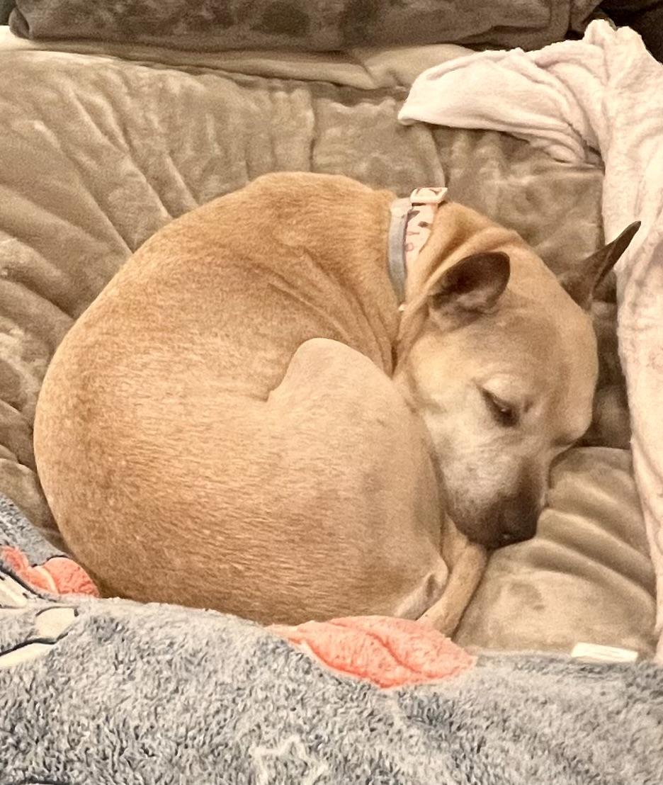 Enlarge Malta, an adopted mixed breed in Colmar, PA image 2/5