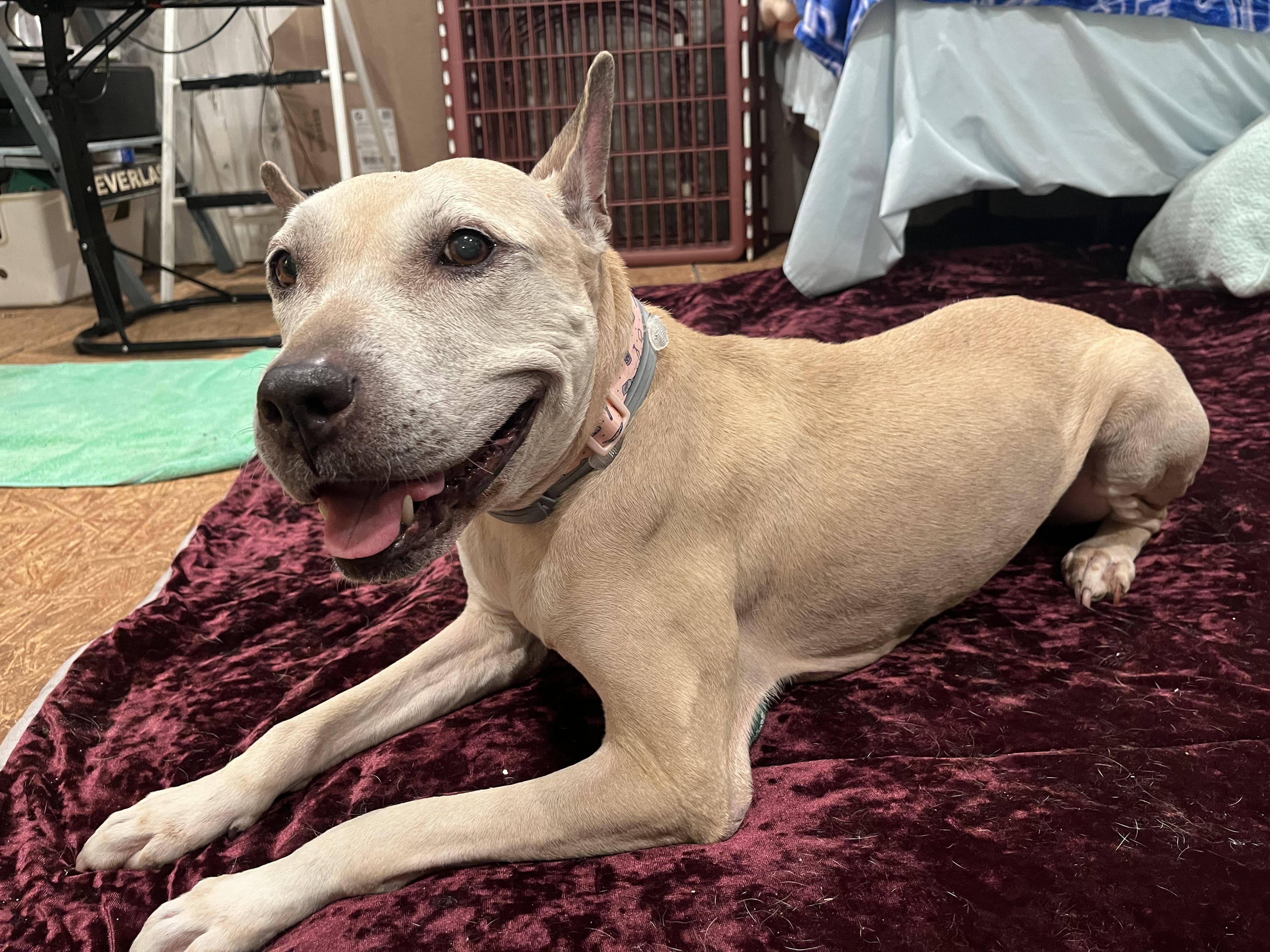 Enlarge Malta, an adopted mixed breed in Colmar, PA image 3/5