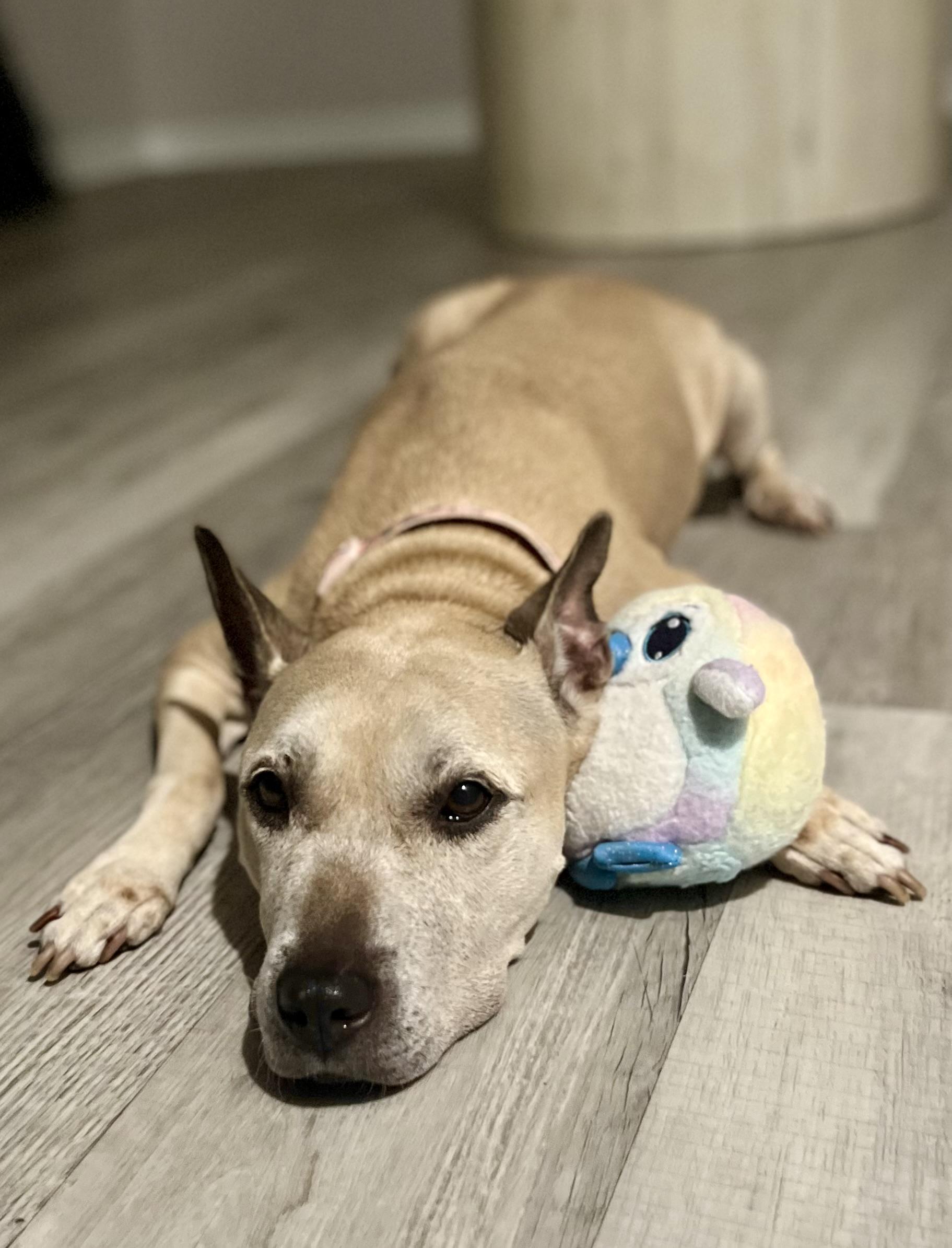 Enlarge Malta, an adopted mixed breed in Colmar, PA image 4/5