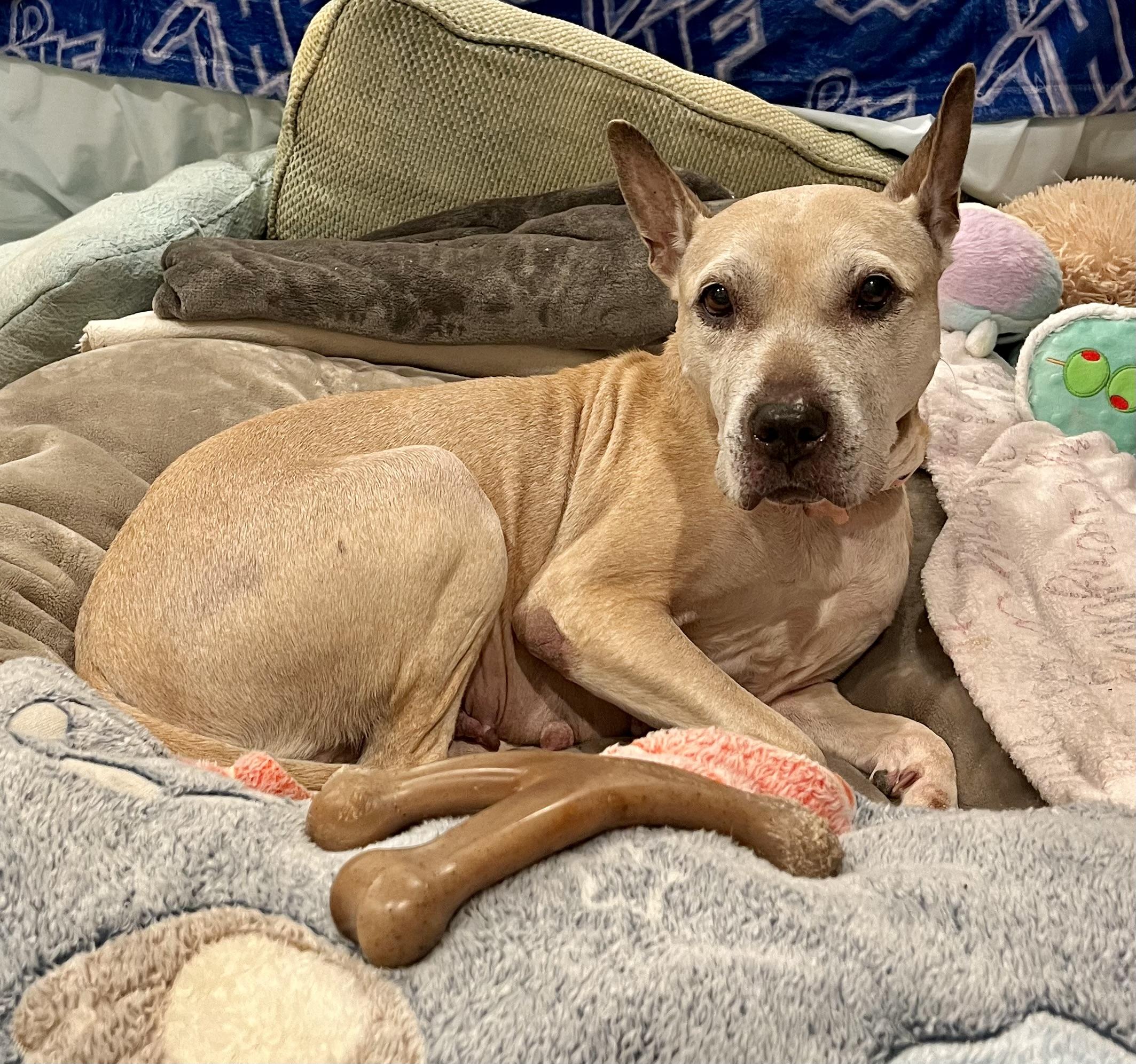 Enlarge Malta, an adopted mixed breed in Colmar, PA image 5/5