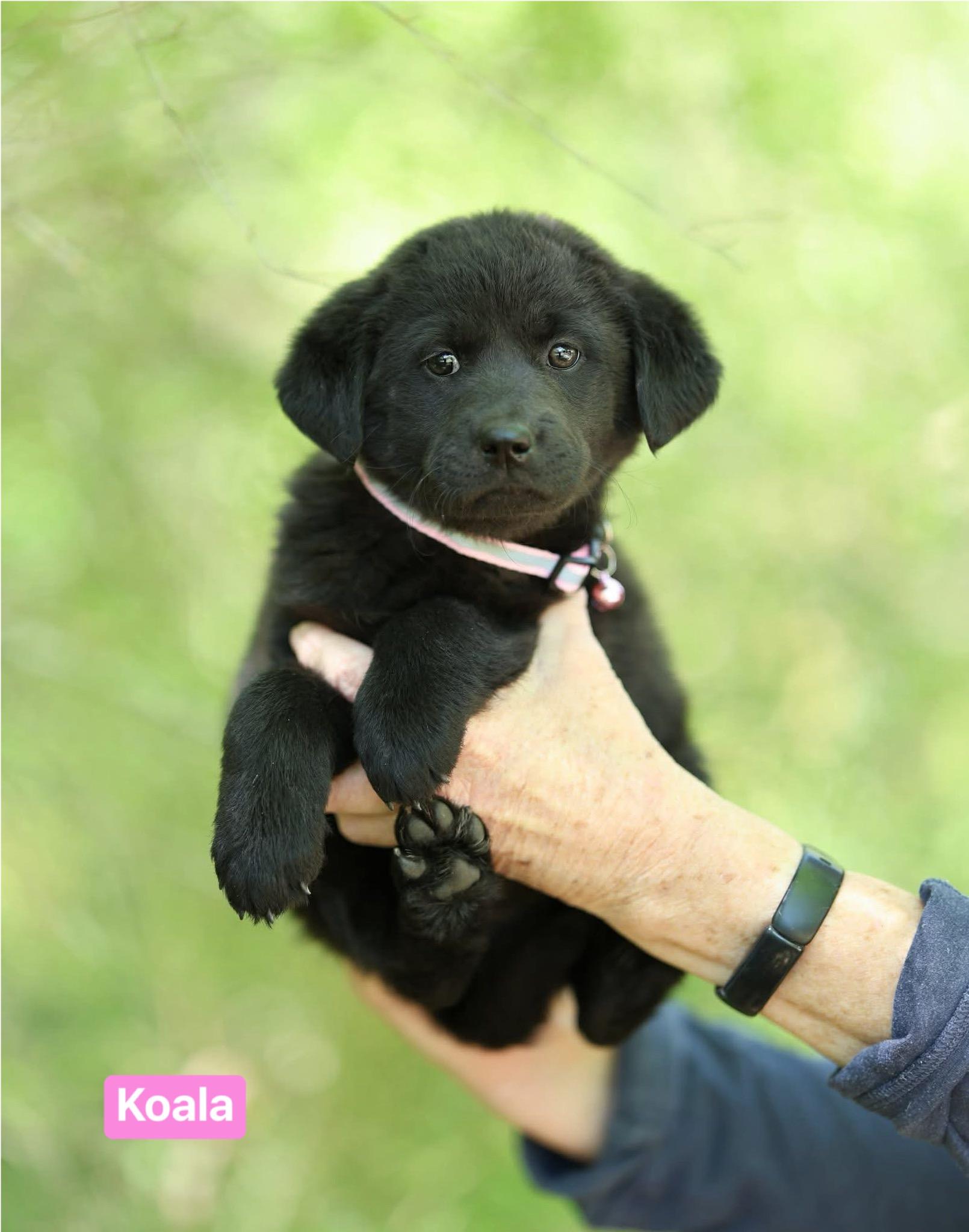 Enlarge Koala, a Adoptable mixed breed in South Amboy, NJ image 1/1