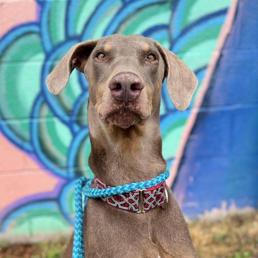 Ketchup, Adoptable, Adult Male Doberman Pinscher.