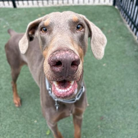 Ketchup, a Adoptable Doberman Pinscher in Salt Lake City, UT image 2/6