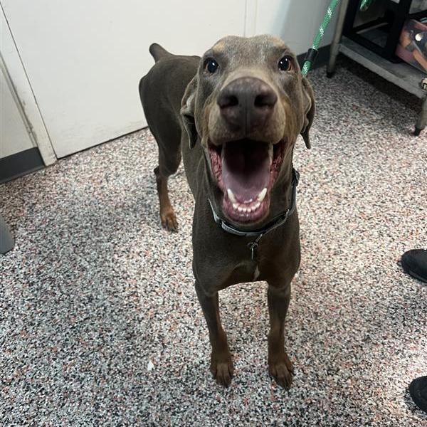 Ketchup, a Adoptable Doberman Pinscher in Salt Lake City, UT image 3/6