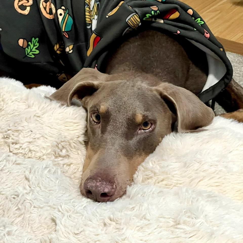 Enlarge Zeus, a Adoptable Doberman Pinscher in Salt Lake City, UT image 2/6