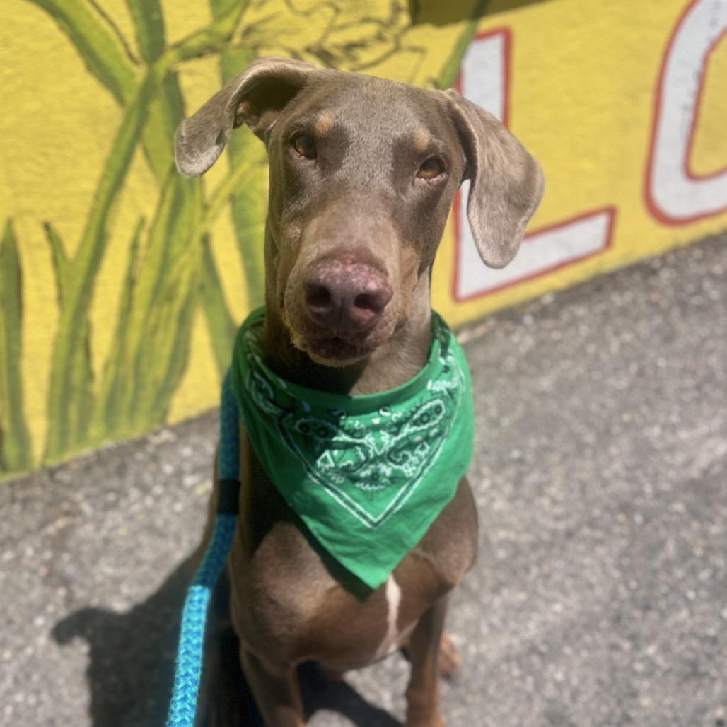Enlarge Zeus, a Adoptable Doberman Pinscher in Salt Lake City, UT image 3/6