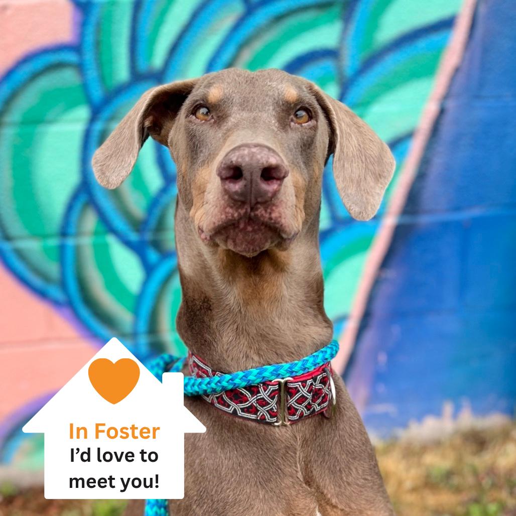 Ketchup, a Adoptable Doberman Pinscher in Salt Lake City, UT image 4/6