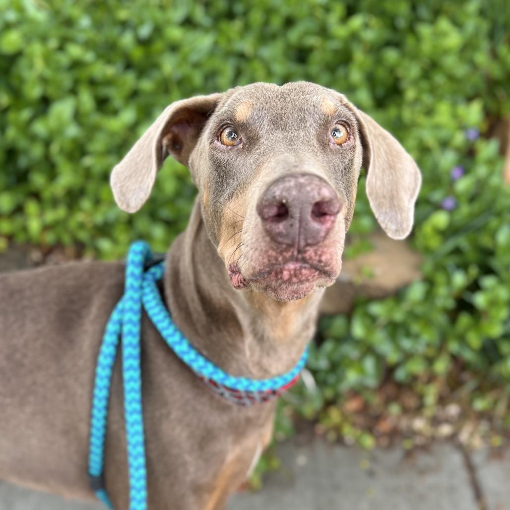 Ketchup, a Adoptable Doberman Pinscher in Salt Lake City, UT image 5/6