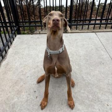 Ketchup, a Adoptable Doberman Pinscher in Salt Lake City, UT image 6/6