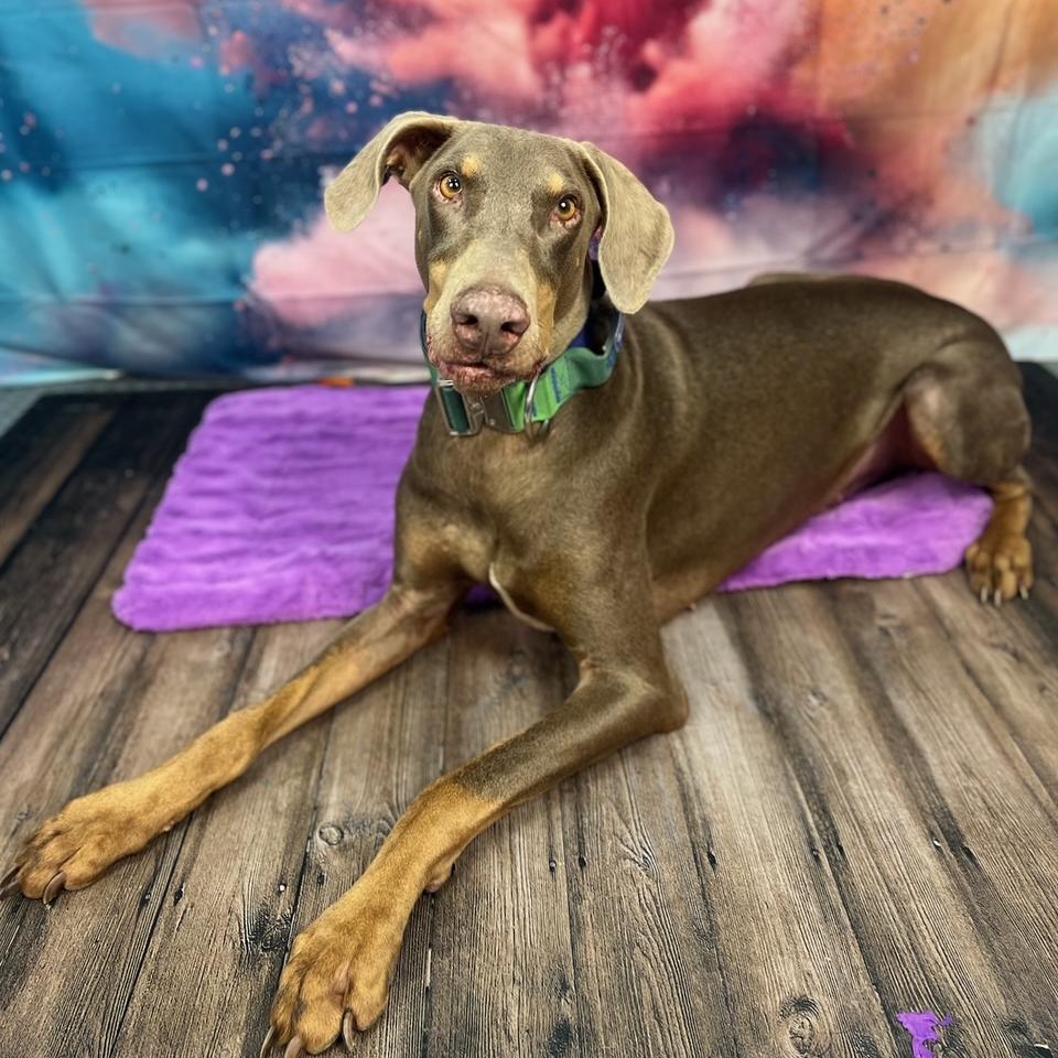 Enlarge Zeus, a Adoptable Doberman Pinscher in Salt Lake City, UT image 5/6