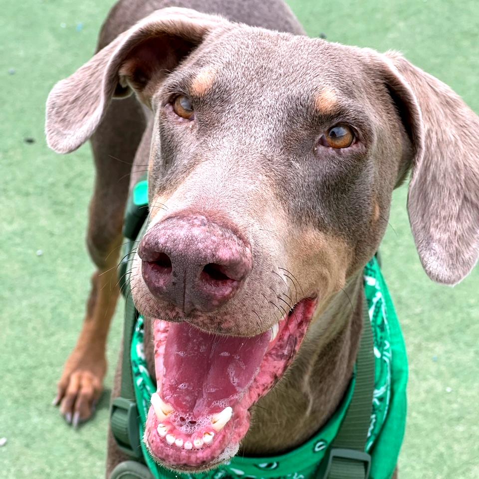 Enlarge Zeus, a Adoptable Doberman Pinscher in Salt Lake City, UT image 6/6