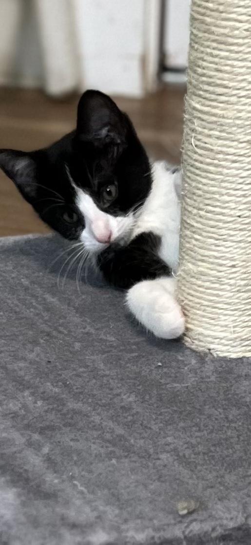 Sophie, an adopted Domestic Short Hair in Holland, MI image 3/3