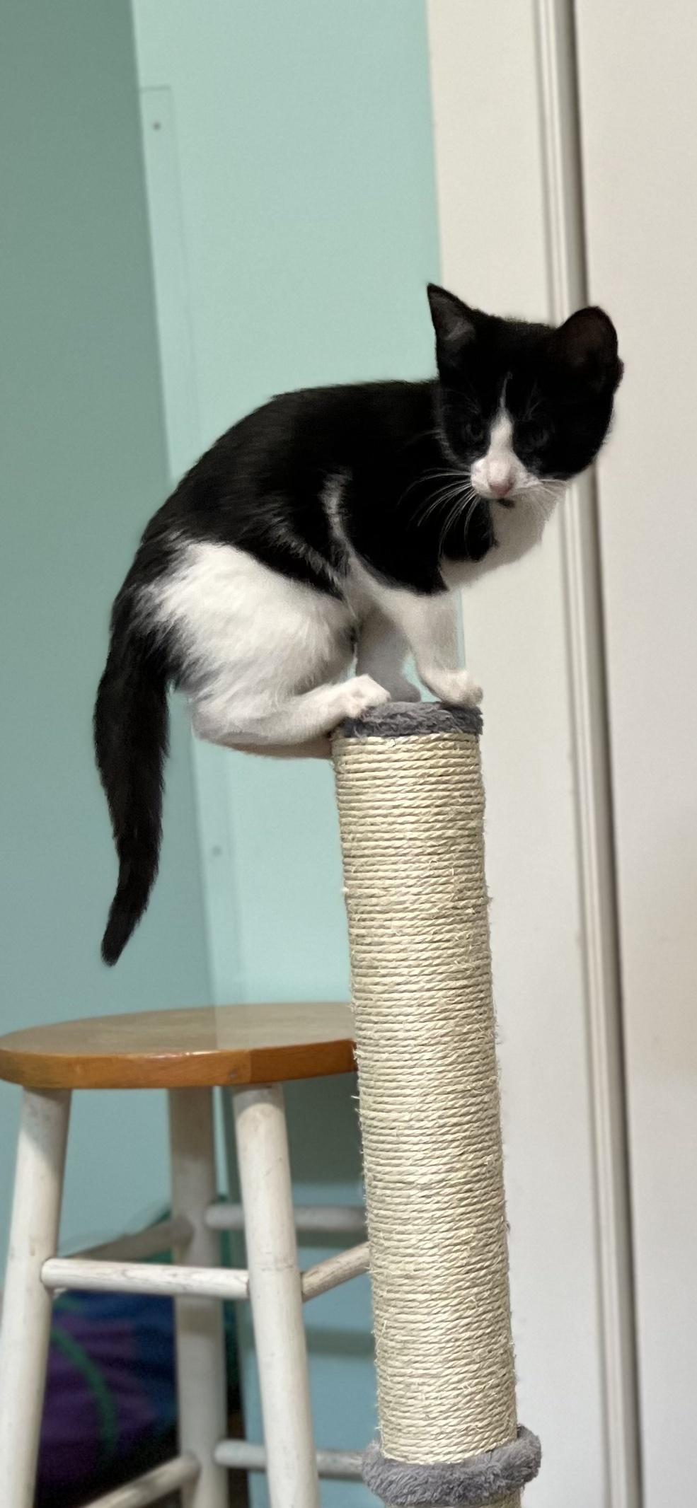Sophie, an adopted Domestic Short Hair in Holland, MI image 2/3