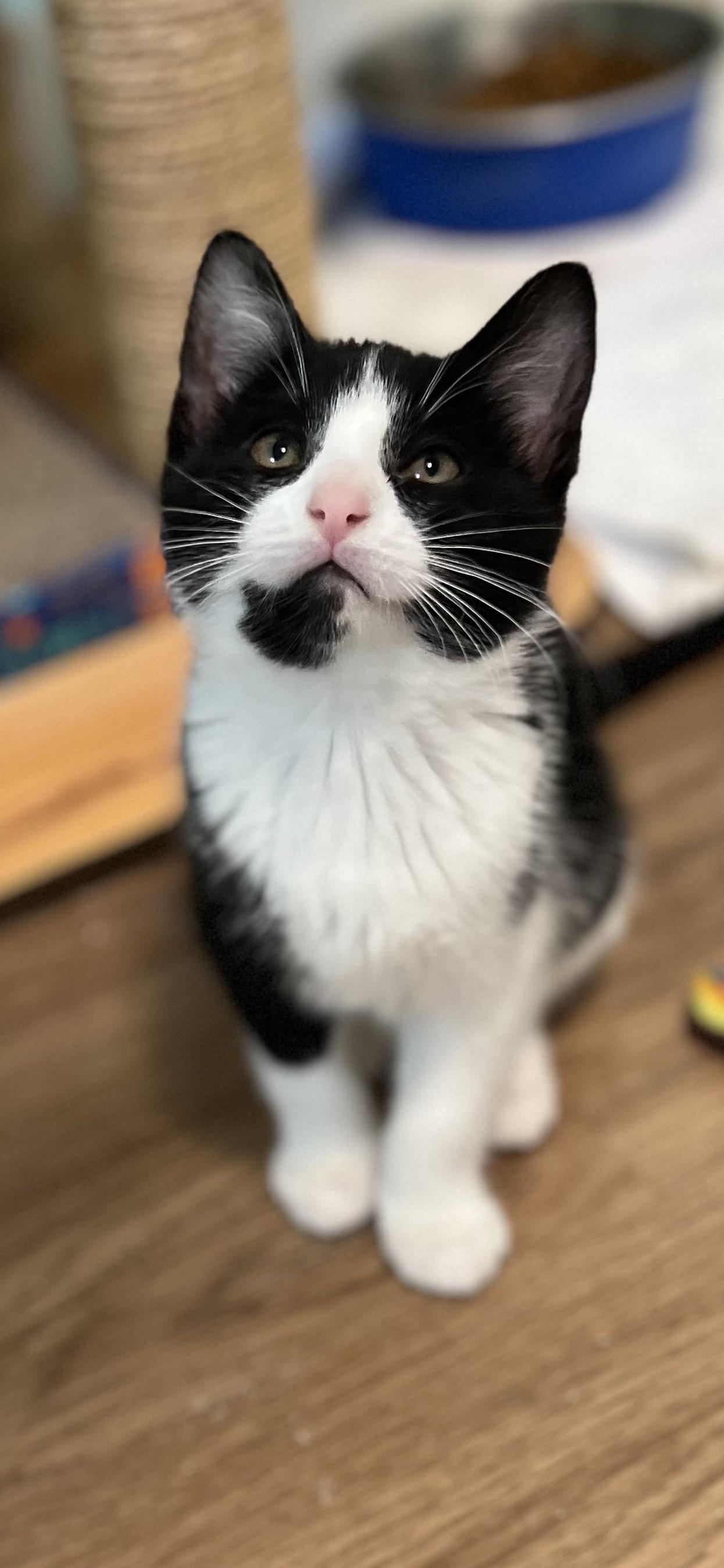 Sophie, an adopted Domestic Short Hair in Holland, MI image 1/3