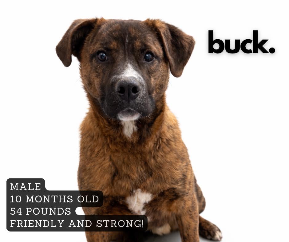 Buck, Adoptable, Young Male Mixed Breed.